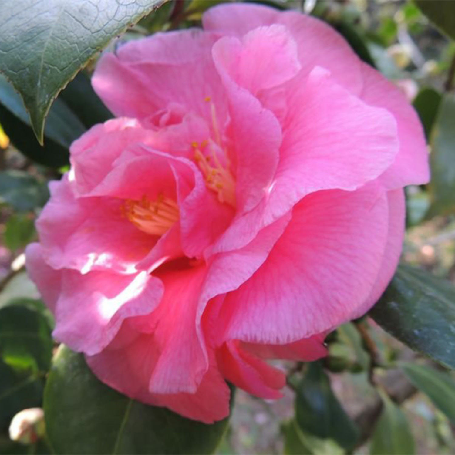 Camellia japonica 'Scentsation