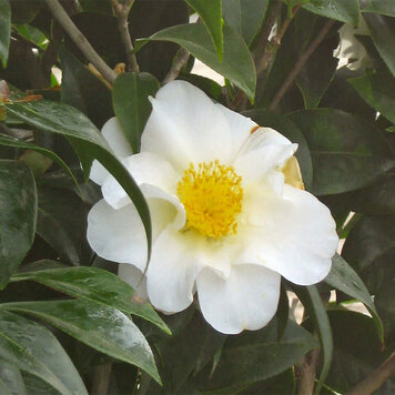 Camellia 'Silver Waves'