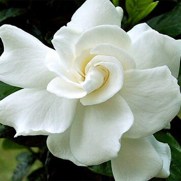 Gardenia 'August Beauty'