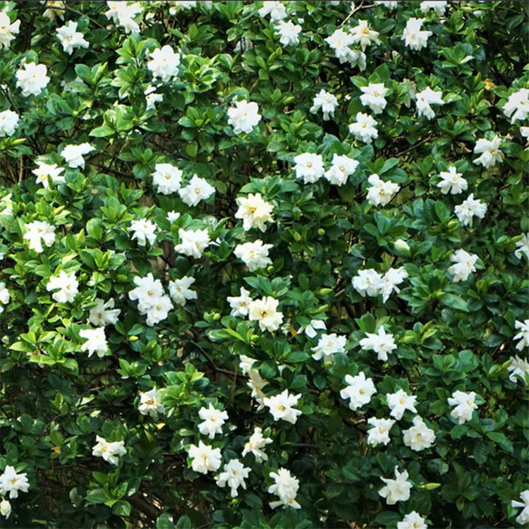Gardenia jasminoides 'August Beauty'