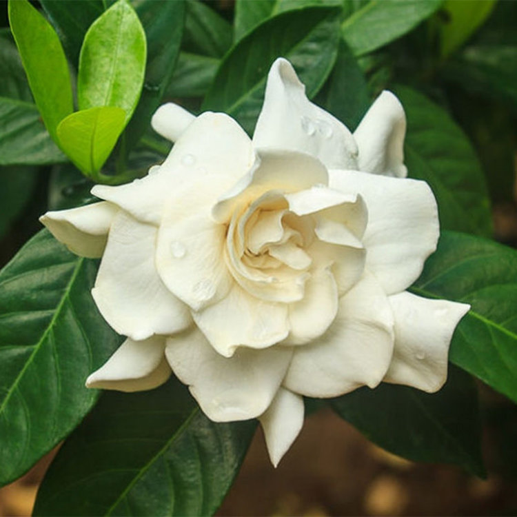 Gardenia jasminoides 'Mystery'