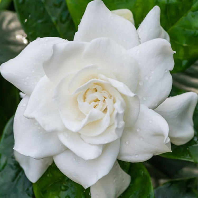 Gardenia jasminoides 'Veitchii'