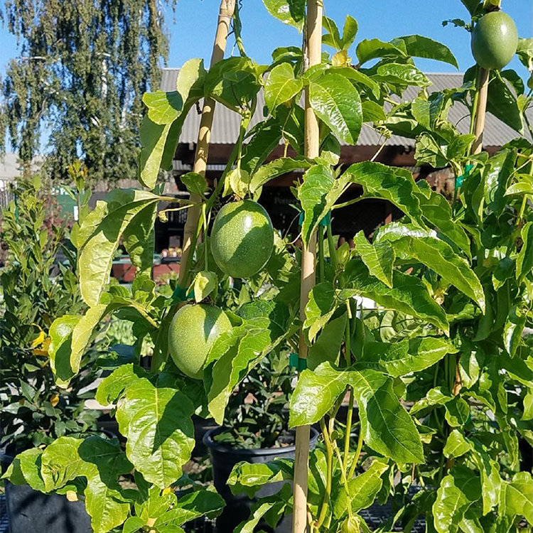 Passionfruit Passiflora edulis 'Frederick'