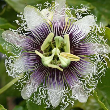 Passiflora 'Frederick'