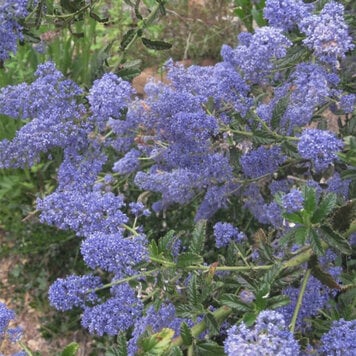 Ceanothus 'Carmel Creeper'