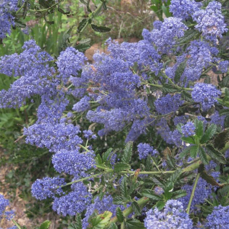 Ceanothus 'Carmel Creeper'