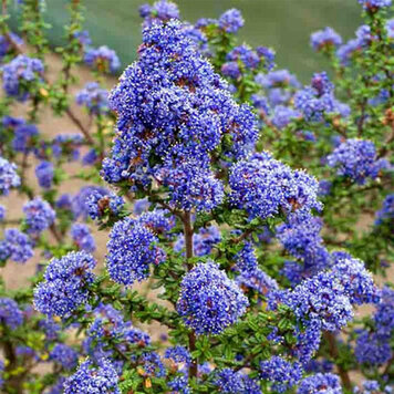 Ceanothus 'Dark Star' CalNative