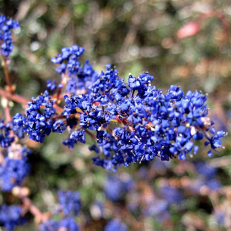 Ceanothus 'Dark Star' CalNative