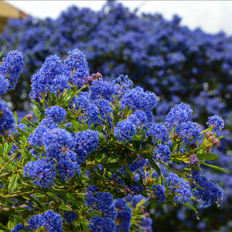 Ceanothus 'Dark Star' CalNative