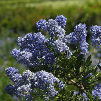 Ceanothus 'Joyce Coulter'