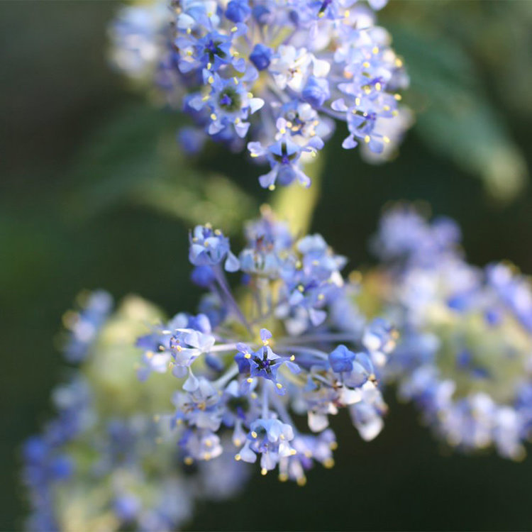 Ceanothus 'Joyce Coulter'