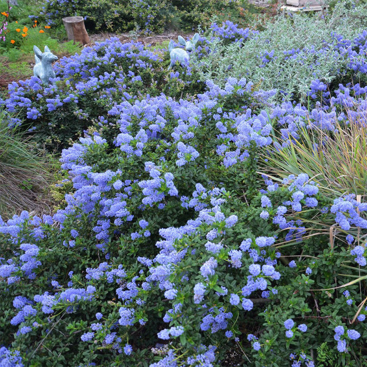 Ceanothus 'Joyce Coulter'