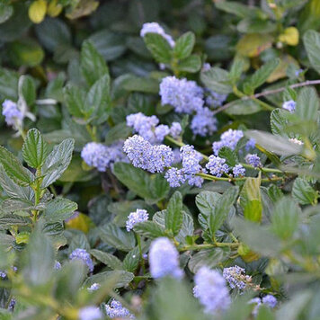 Ceanothus 'Yankee Point'