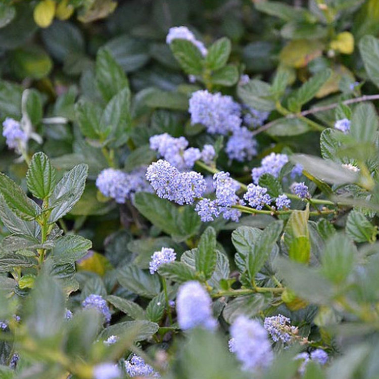 Ceanothus 'Yankee Point' CalNative
