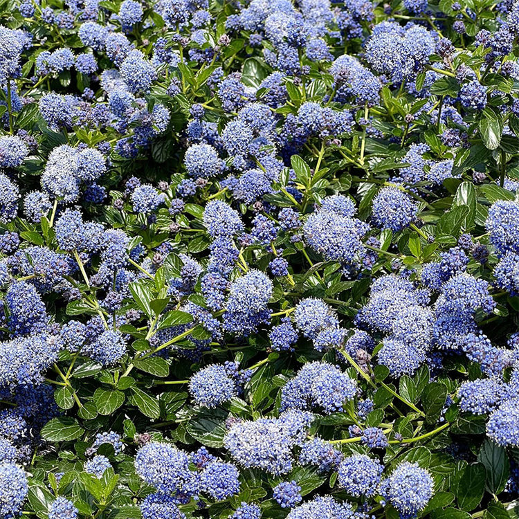 Ceanothus 'Yankee Point' CalNative