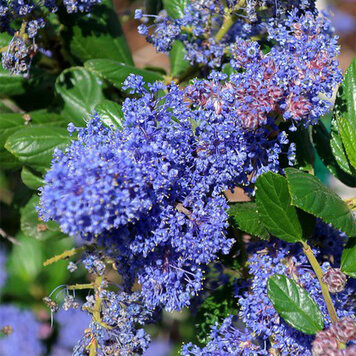 Ceanothus 'Frosty Blue'