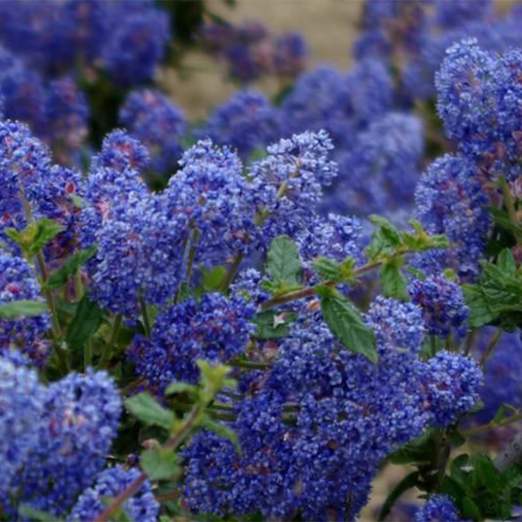 Ceanothus 'Frosty Blue' CalNative