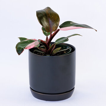 Philodendron 'Pink Princess'