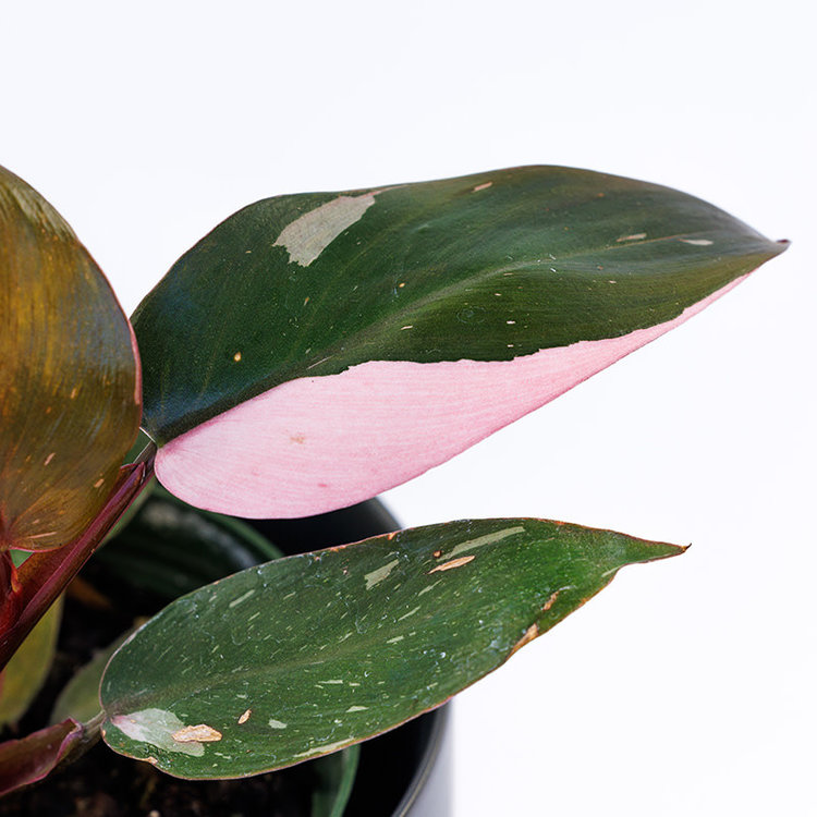 Philodendron 'Pink Princess'