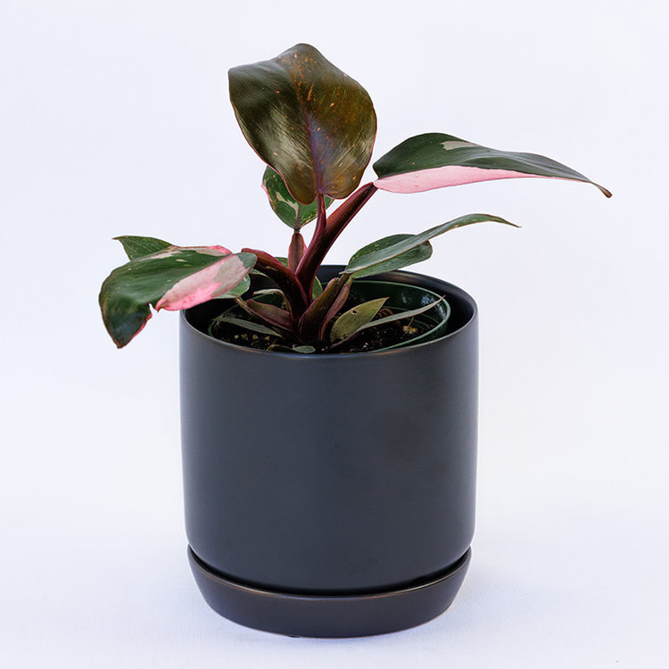 Philodendron 'Pink Princess'