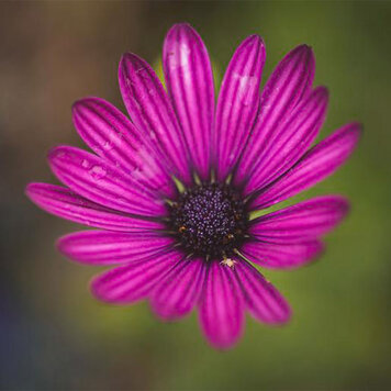 Osteospermum ecklonis 'Serenity™ Dark Purple'