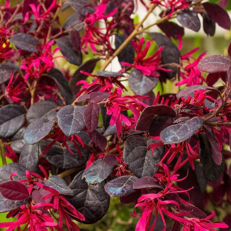 Loropetalum 'Purple Majesty'