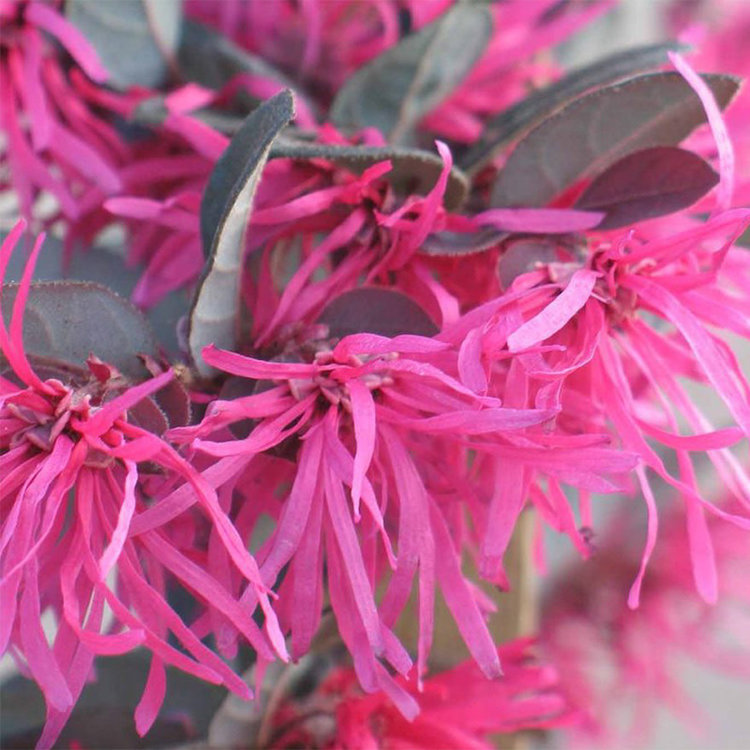 Loropetalum 'Purple Majesty'