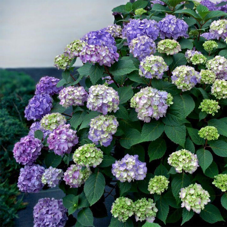 Hydrangea Enless Summer® BloomStruck®