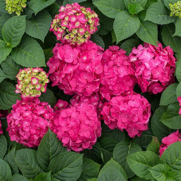 Hydrangea Summer Crush®