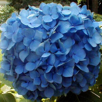 Hydrangea 'Nikko Blue'
