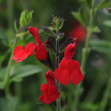 Salvia 'Radio Red'