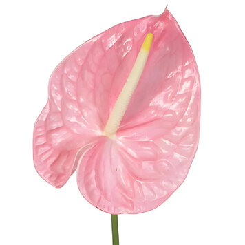Anthurium 'Pink'