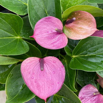 Anthurium 'Purple'
