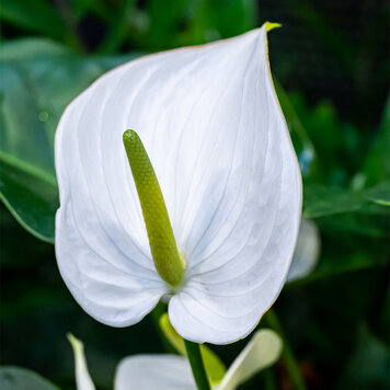 Anthurium 'White'