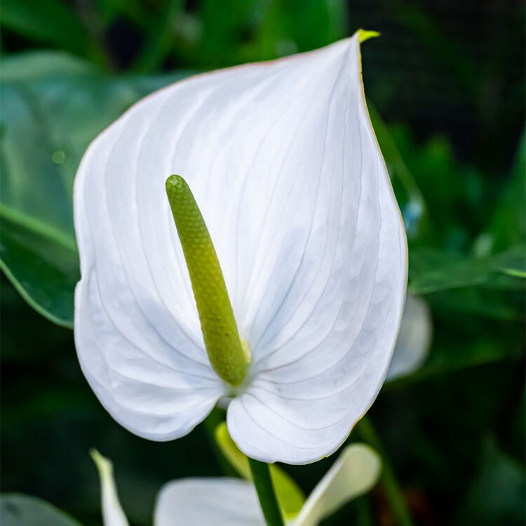 Anthurium 'White'