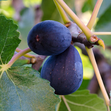 Fig 'Black Mission'