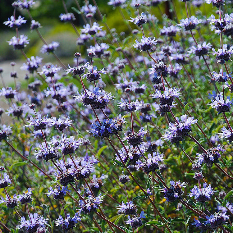 Salvia clevelandii 'Pozo Blue' CalNative