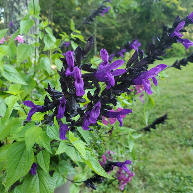 Salvia guaranitica 'Bodacious® Hummingbird Falls'