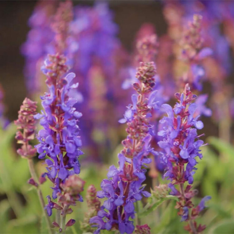 Salvia nemorosa 'Dark Matter'