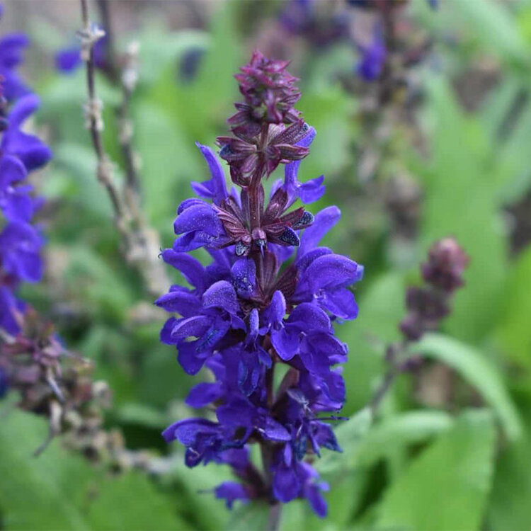 Salvia nemorosa 'Dark Matter'
