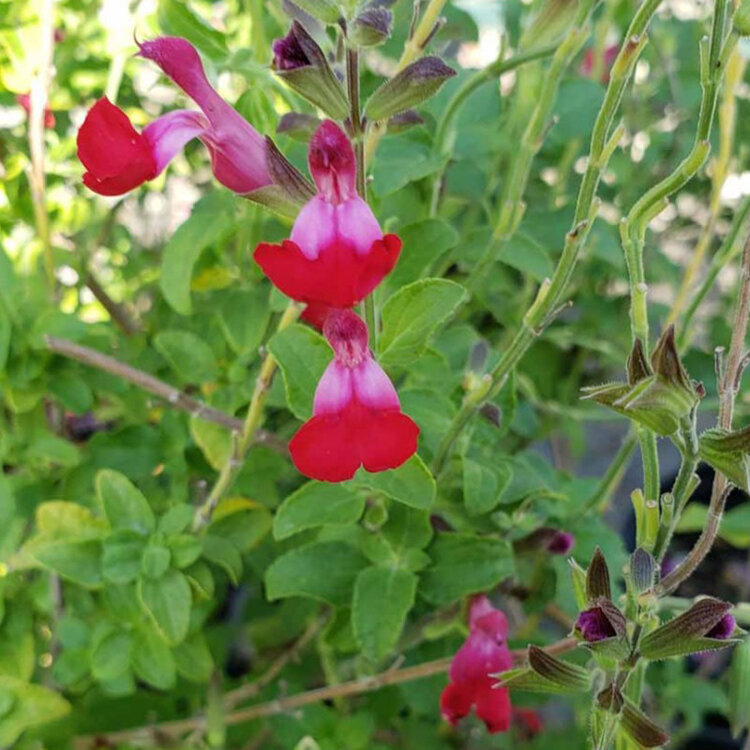 Salvia x 'Dancing Lights'