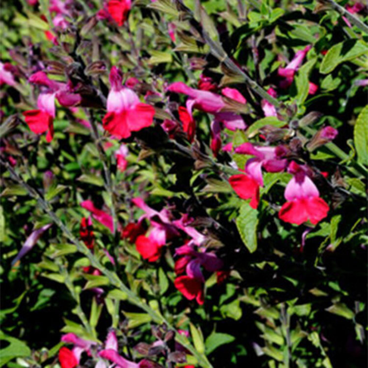Salvia x 'Dancing Lights'
