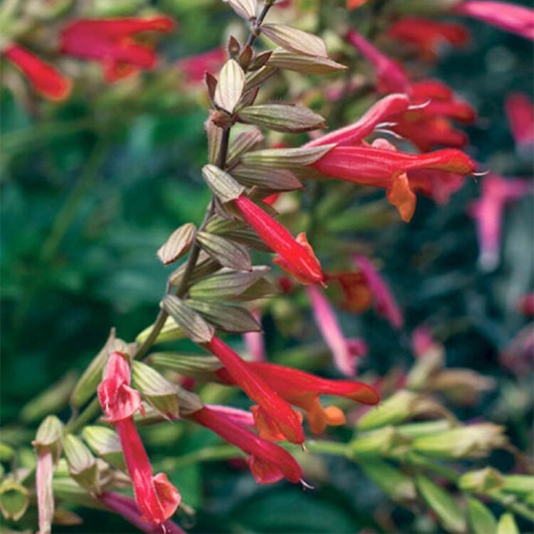 Salvia x 'Ember's Wish'