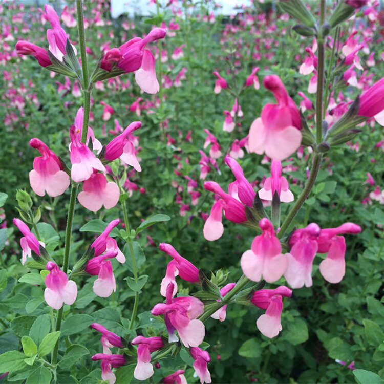 Salvia x jamensis 'Shell Dancer'