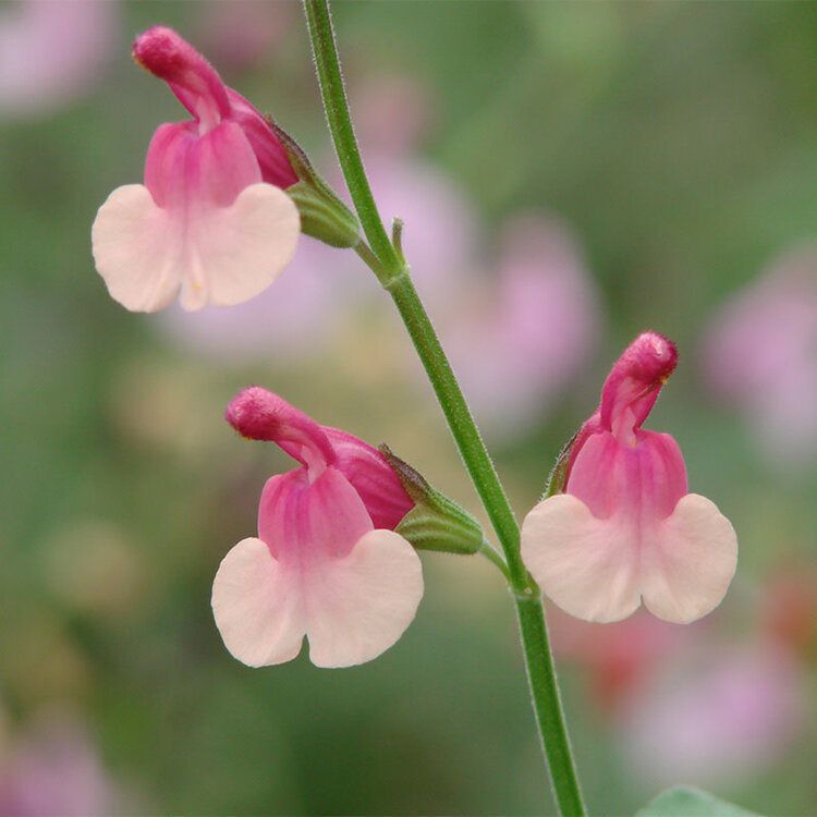 Salvia x jamensis 'Shell Dancer'