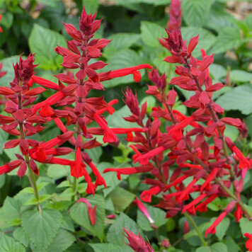 Salvia 'Roman Red'