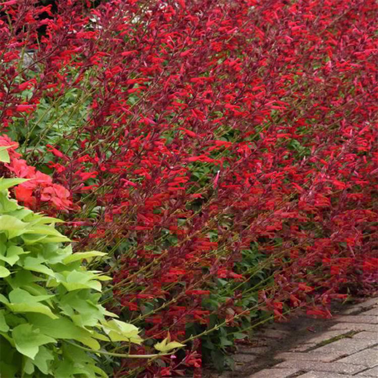 Salvia x 'Roman Red'