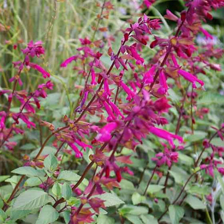 Salvia x 'Wendy's Wish'