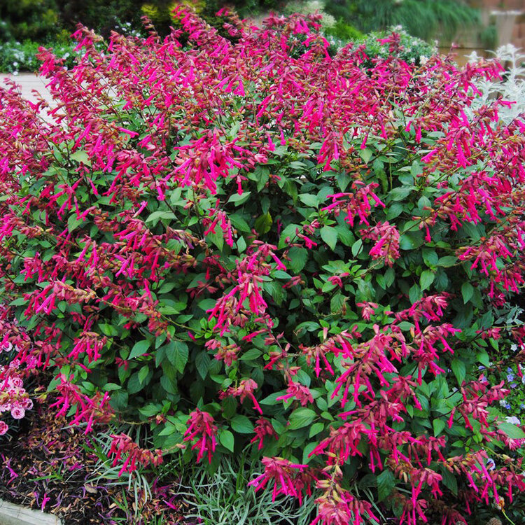 Salvia x 'Wendy's Wish'