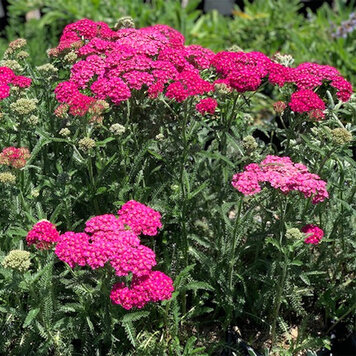 Achillea 'Rosa Maria'